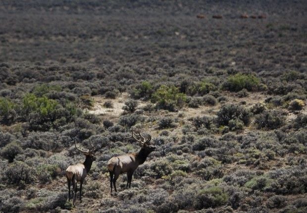 Red Desert